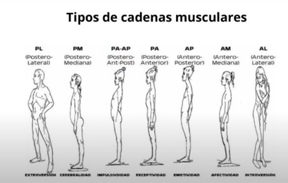 Tipo de cadenas musculares